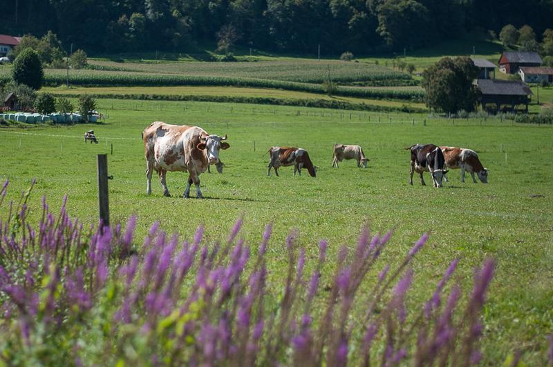Farm Stay Kramer Bistrica ob Sotli Luaran gambar